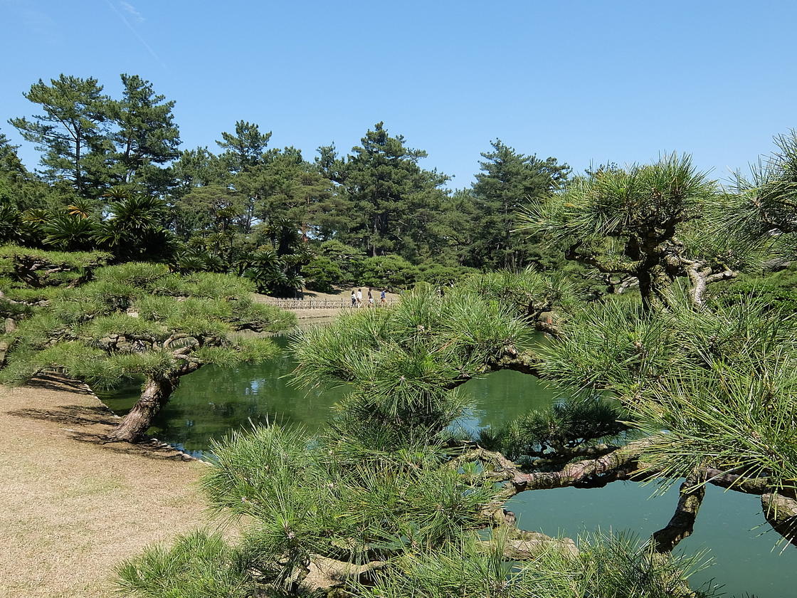 栗林公園の池と松