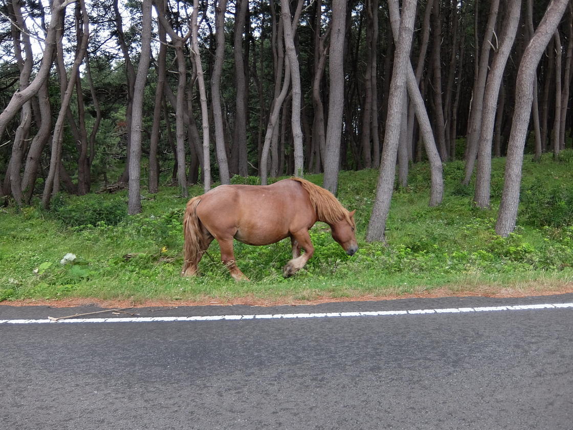 道路の近くを歩く馬